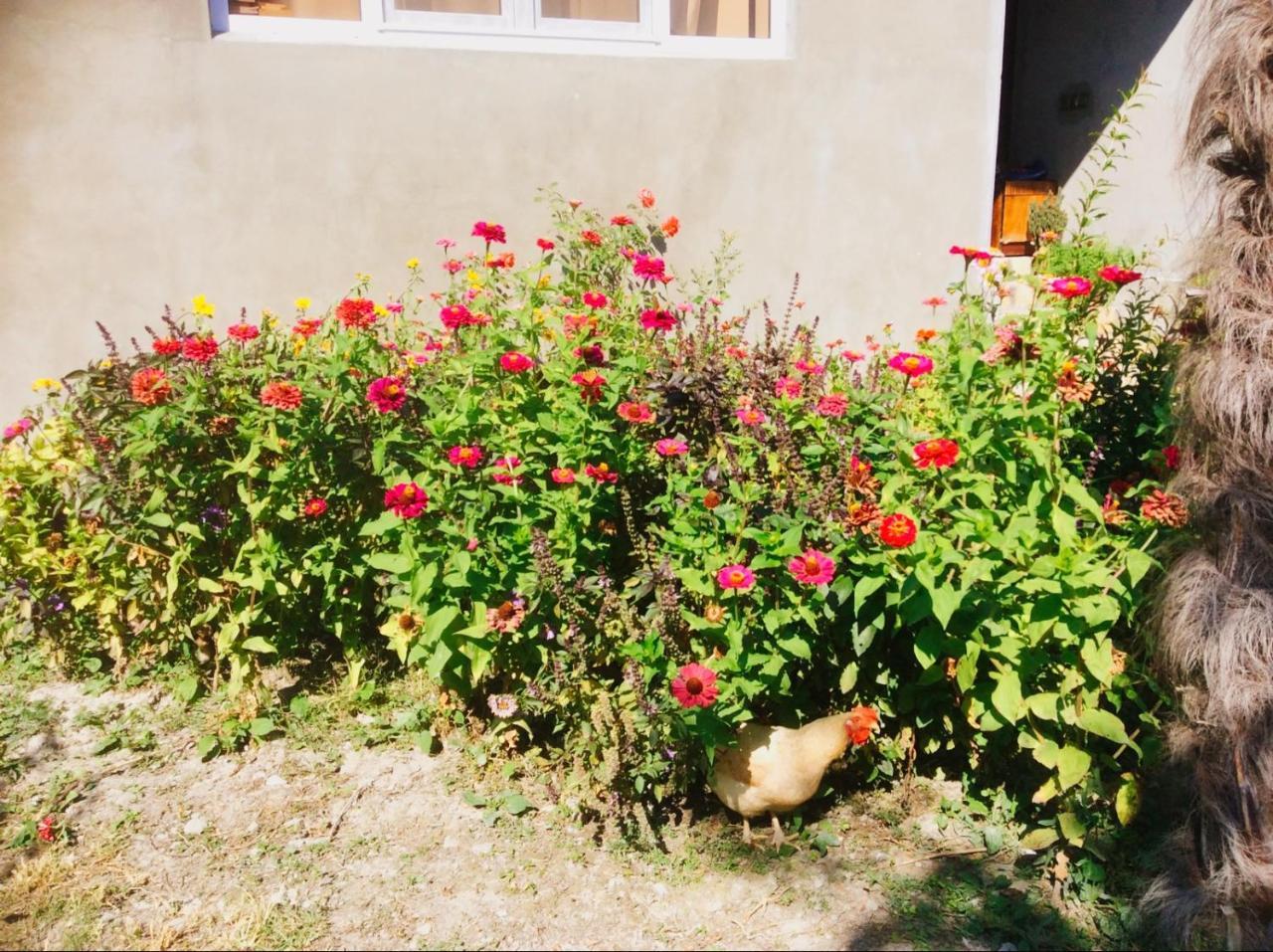 House On Ashiq Cuma Street 8 Bed & Breakfast Şǝki Екстериор снимка